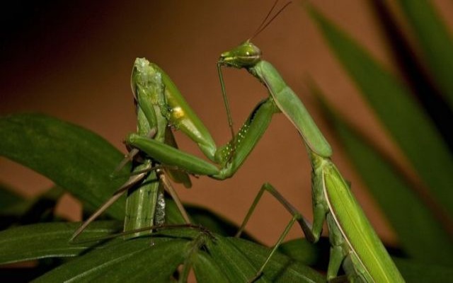 por qué la mantis religiosa hembra se come al macho durante el