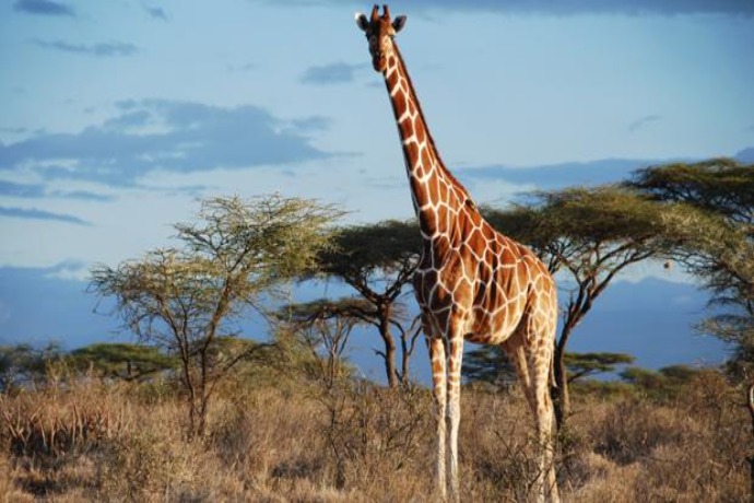 cuatro veces Seleccione Determinar con precisión Cuánto mide una jirafa? - Usted Pregunta