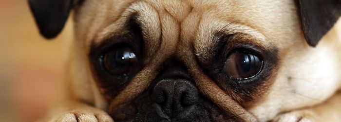 Ojos tristes de cachorro