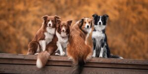 ¿Cuáles son las 7 razas de perro más tranquilas?