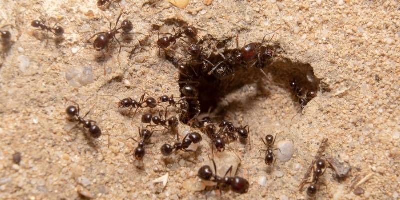 ¿Cuántas hormigas puede haber en un hormiguero?