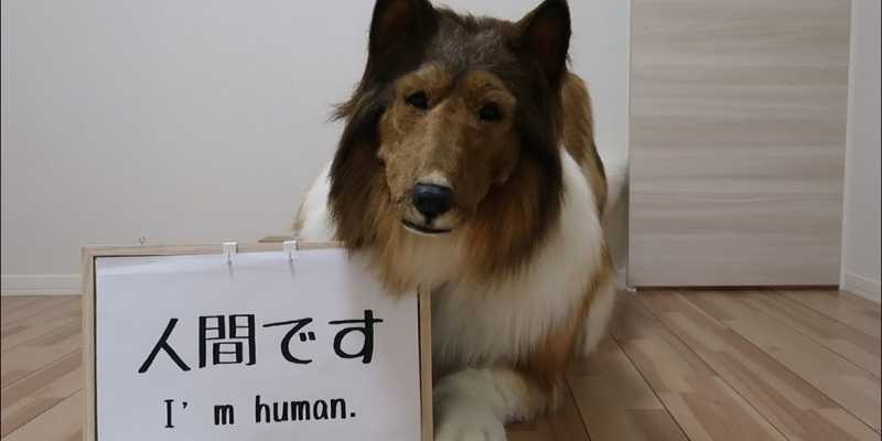 ¿Porque razón ‘Toko’ deseaba ser un perro?