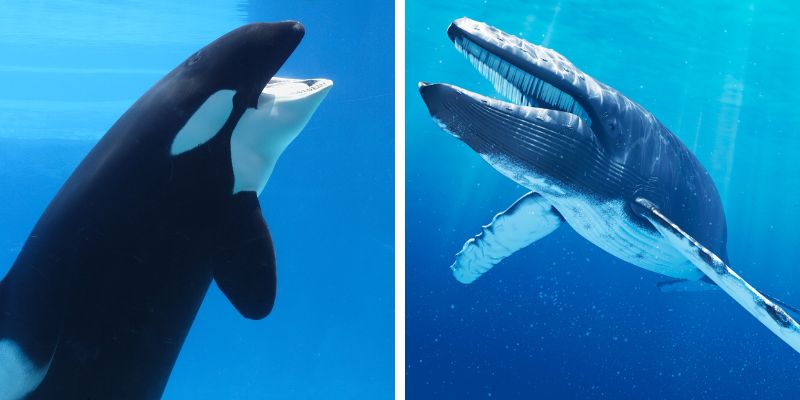 ¿Quién es más inteligente: la ballena azul o la orca?